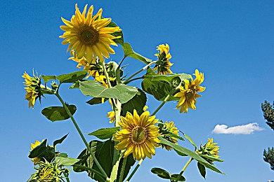 《消逝的光芒2》浪人包第一弹已上线 免费领取